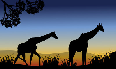 Fototapeta na wymiar Two giraffe walking in fields