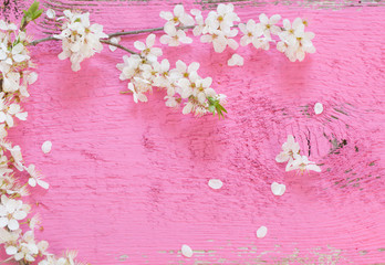 white spring flowers on pink wooden background