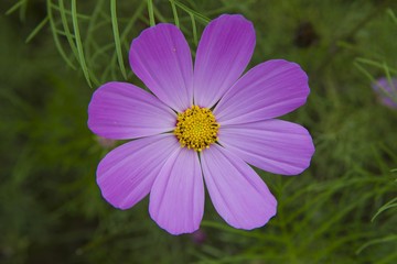 Obraz premium 波斯菊