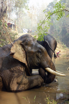 Working elephant, Myanmar