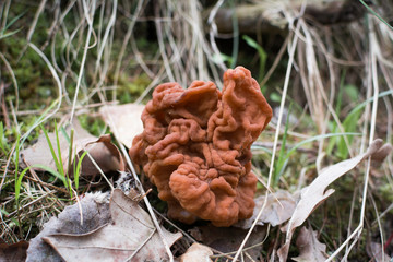 Young elephant ears mushroom (gyromitra esculenta) on dry forest floor.