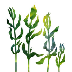 floral composition plants and leaves