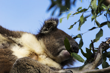 Koala on the Eucalyptus tree