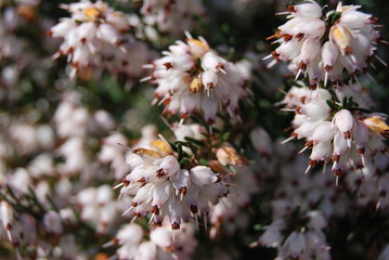 Heide, Heidekraut (Erica)
