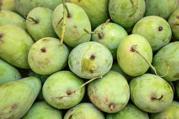 Green mango harvest in mango plantation, Thailand