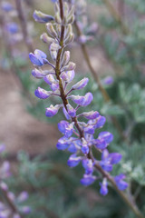 purple flowers