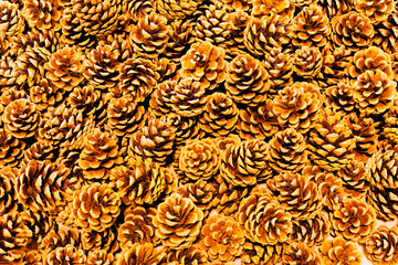 Pine cones