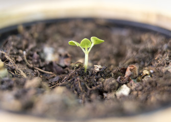 basil, new plant, born