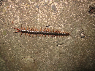 Centipede