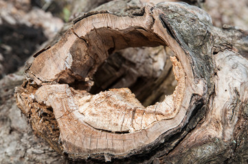 Old leaky snag of a wooden stump