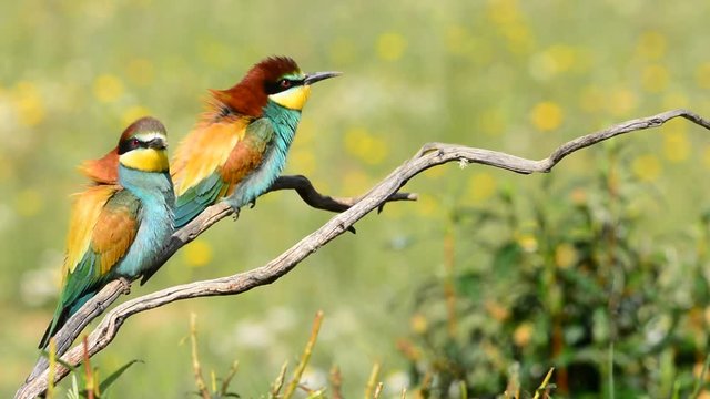 Colorful bright bee-eater on tree branch against of green background