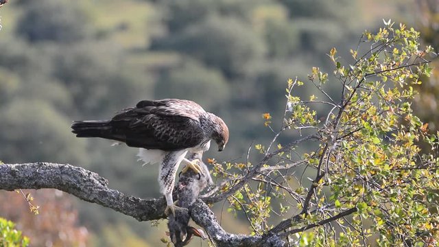 Beautiful wild Bonelli's eagle on tree branch eating a rabbit
