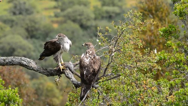 Beautiful wild Bonelli's eagle on tree branch eating a rabbit
