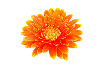 single beautiful orange gerbera on white background