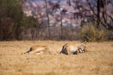 Lioness, South Africa
