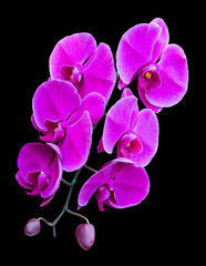 Fototapeta na wymiar A bouquet of purple orchids isolated on a black background