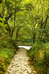 Track in the wild wood