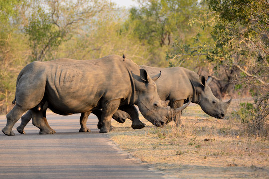 African White Rhinoceros family crossing the road hastily to find safety in the bushes