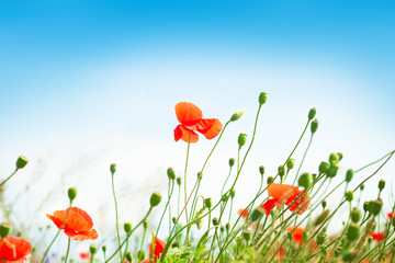 Landscape with blue sky and red poppies