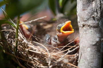 A baby Native Noisy Miner in its nest squawking for food