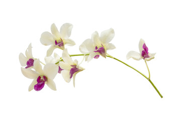 Obraz na płótnie Canvas streaked orchid flower, isolated with clipping path
