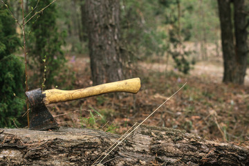 Illegal cutting of trees in the forest. The concept of environmental crime.