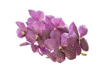 Pink streaked orchid flower, isolated with clipping path 