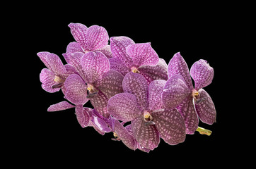 Pink streaked orchid flower, isolated with clipping path