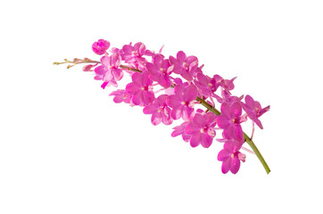 Pink streaked orchid flower, isolated with clipping path