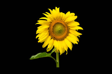 Sunflower isolated with clipping path