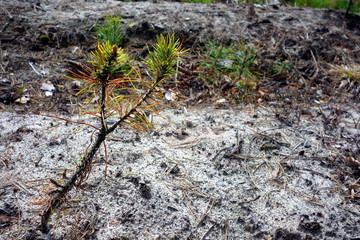 young small pine seedling on ground 