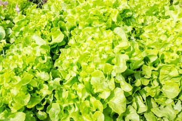 Fresh green lettuce leaves, close up