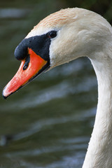 Fototapeta premium beautiful white swan on the lake
