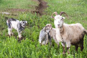 Fototapeta premium goatlings with goat are grazing on grass in the village