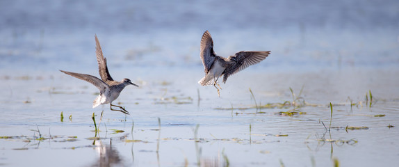zwei in einem See miteinander kämpfende Bruchwasserläufer