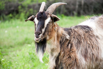 goat are grazing on grass in the village