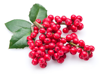 European Holly (Ilex) leaves and fruit on a white background.