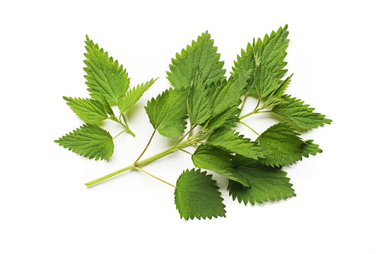 Nettle