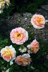 Naklejka premium Blooming rose bush in the garden