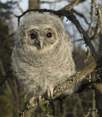 Tawny owl
