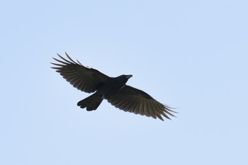 Carrian crow in flight