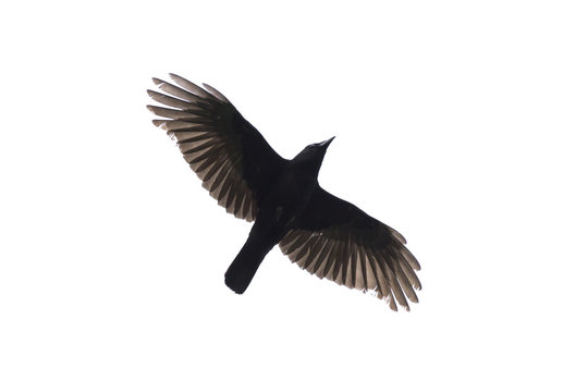 Flying carrian crow isolated on white