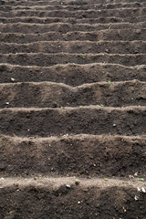 Cultivated field ready for planting and sowing