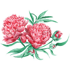 Peony Watercolor Botanical Illustration
