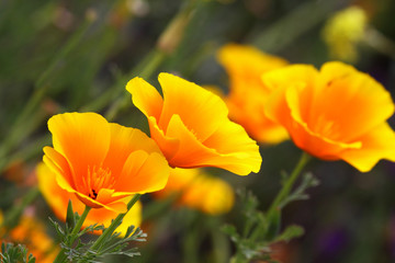 California poppy is a herbaceous plant
