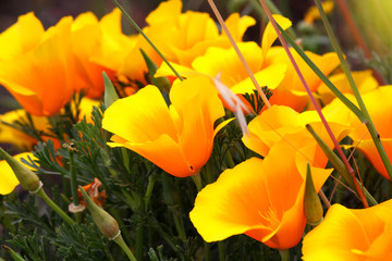 Field of California poppy flowers