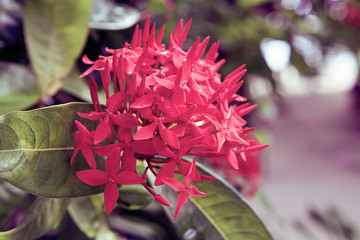 beautiful exotic flower in Maldive island
