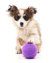 Small puppy with ball.