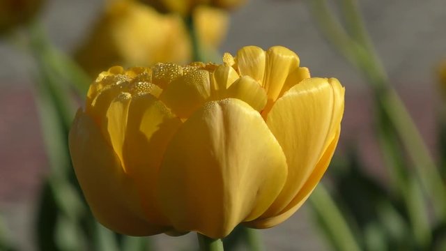 Double yellow tulips and morning dew