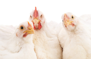 White rooster and two hen.